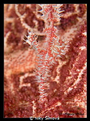 Solenostomus paradoxus by Niky Šímová 